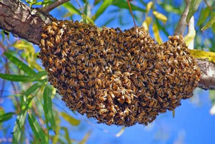 Swarm